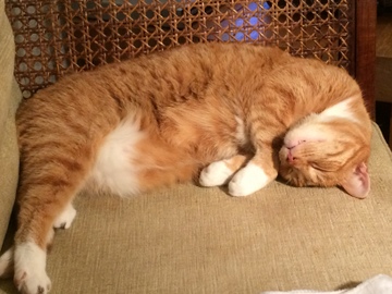 ontspannen kat, geen stress