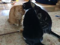 wederzijds likken bij sociale groep katten